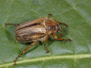 Amphimallon Solstitiale Juni K fer Gerippter Brachk fer amphimallon-solstitiale-juni-k-fer-gerippter-brachk-fer